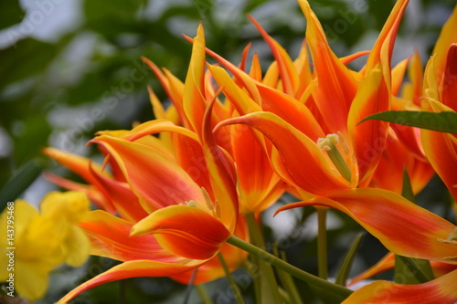 Bright flame flowers in the garden