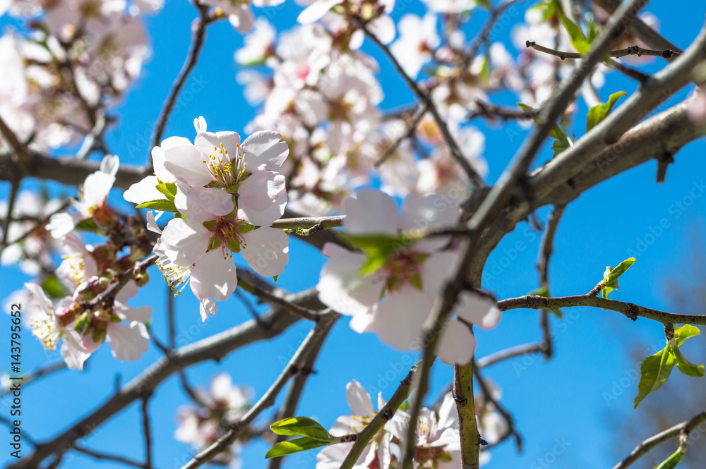 Beautiful cherry blossom sakura in spring over blue sky Beautiful cherry blossom sakura in spring over blue sky