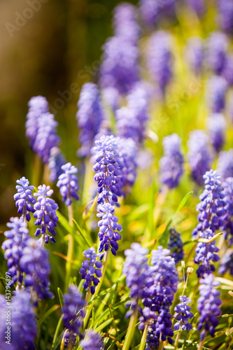 Beautiful blue wild flowers in close up. Blurred background