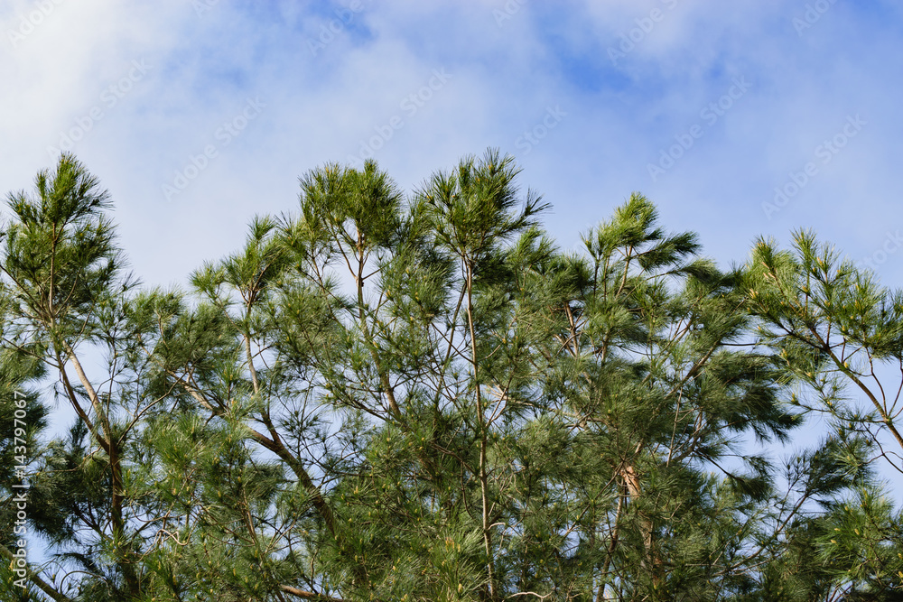 Blue, cloudy sky above a pine tree in the morning Blue, cloudy sky above a pine tree in the morning