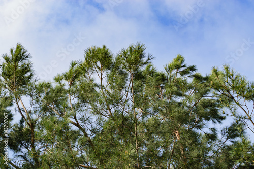 Blue, cloudy sky above a pine tree in the morning © Tim