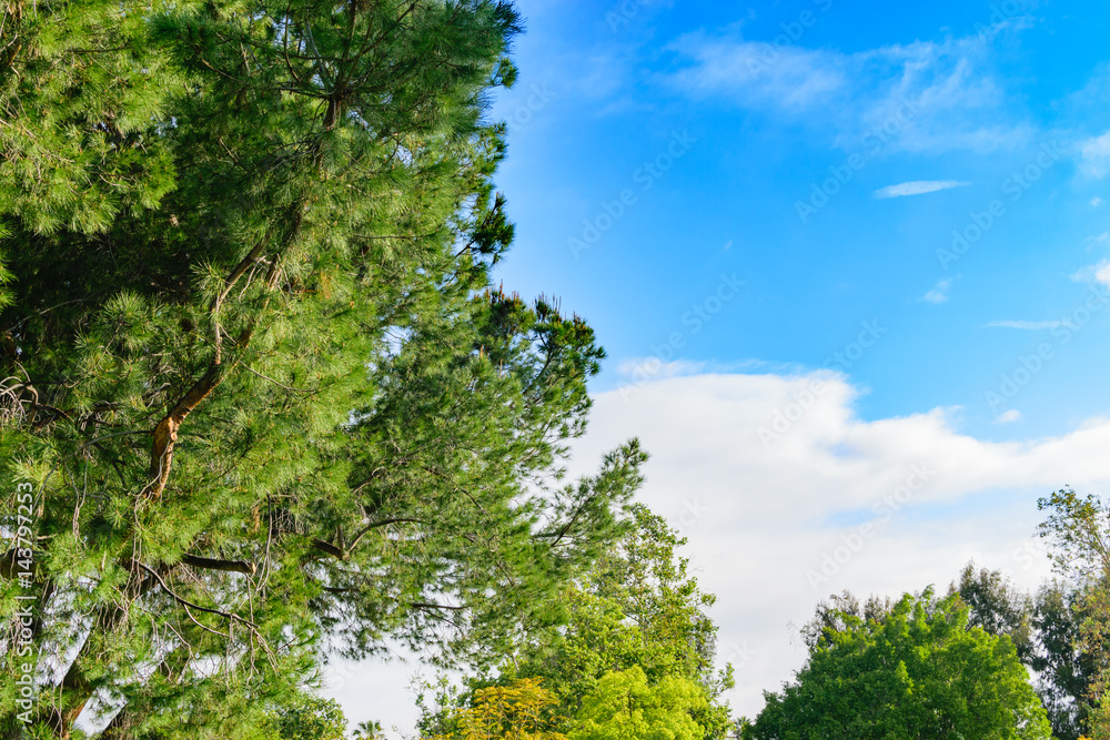 Fototapeta premium Blue sky in background of large tree on sunny day