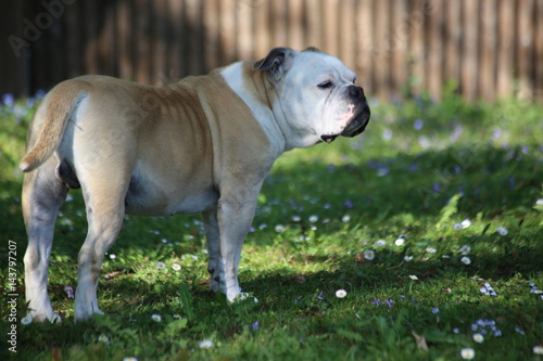 Bulldogge im Frühling