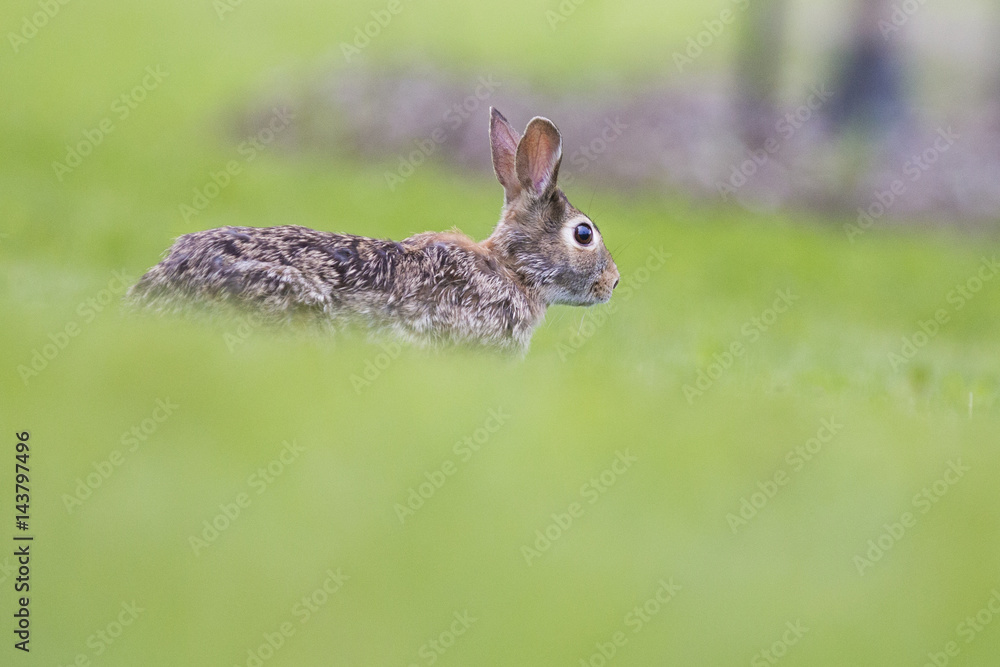Eastern cottontail rabbit Eastern cottontail rabbit