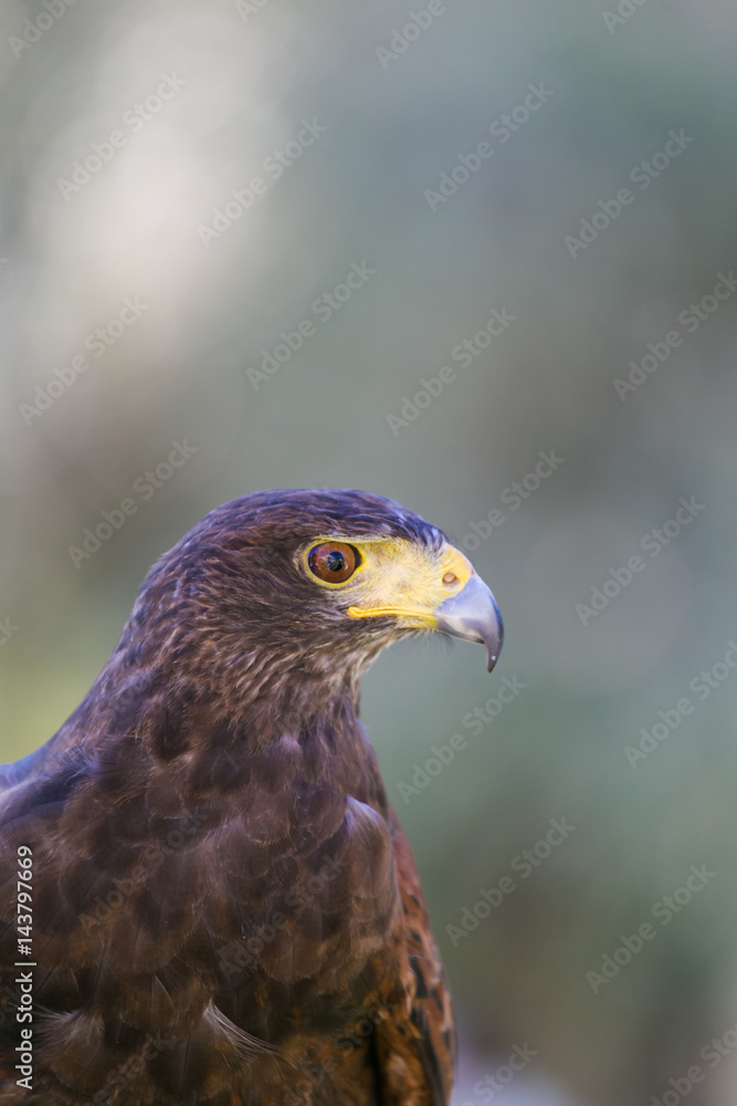 Close up portrait of a Harris Hawk Close up portrait of a Harris Hawk