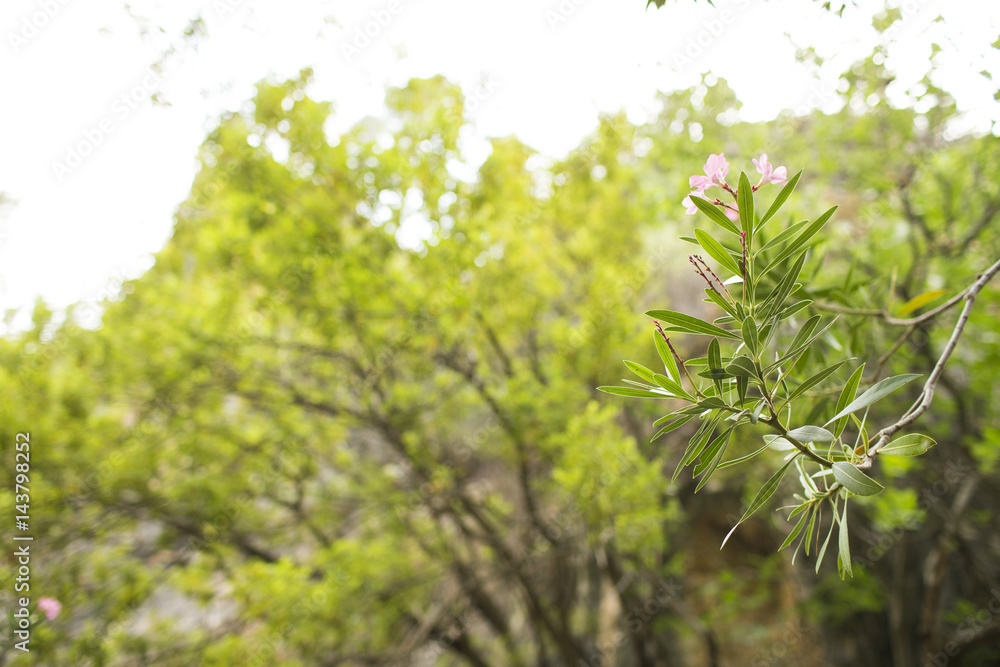 Fototapeta premium Flowers in the forest