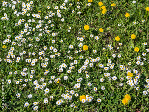 Löwenzahn Gänseblümchen Wiese photo