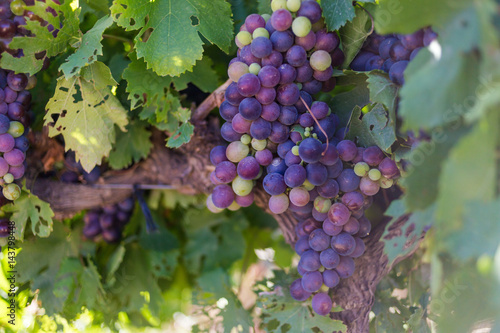 Close up view of grapes hanging on a vine in the Breede Valley, a wine producing area in the Western Cape of South Africa photo