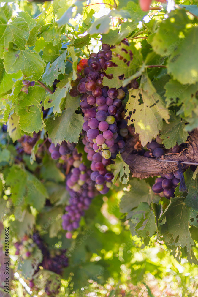 Close up view of grapes hanging on a vine in the Breede Valley, a wine producing area in the Western Cape of South Africa
