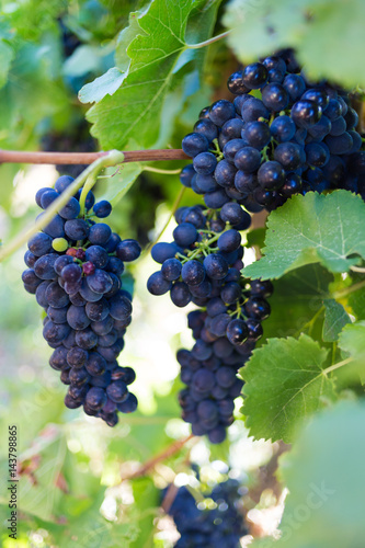 Close up view of grapes hanging on a vine in the Breede Valley, a wine producing area in the Western Cape of South Africa