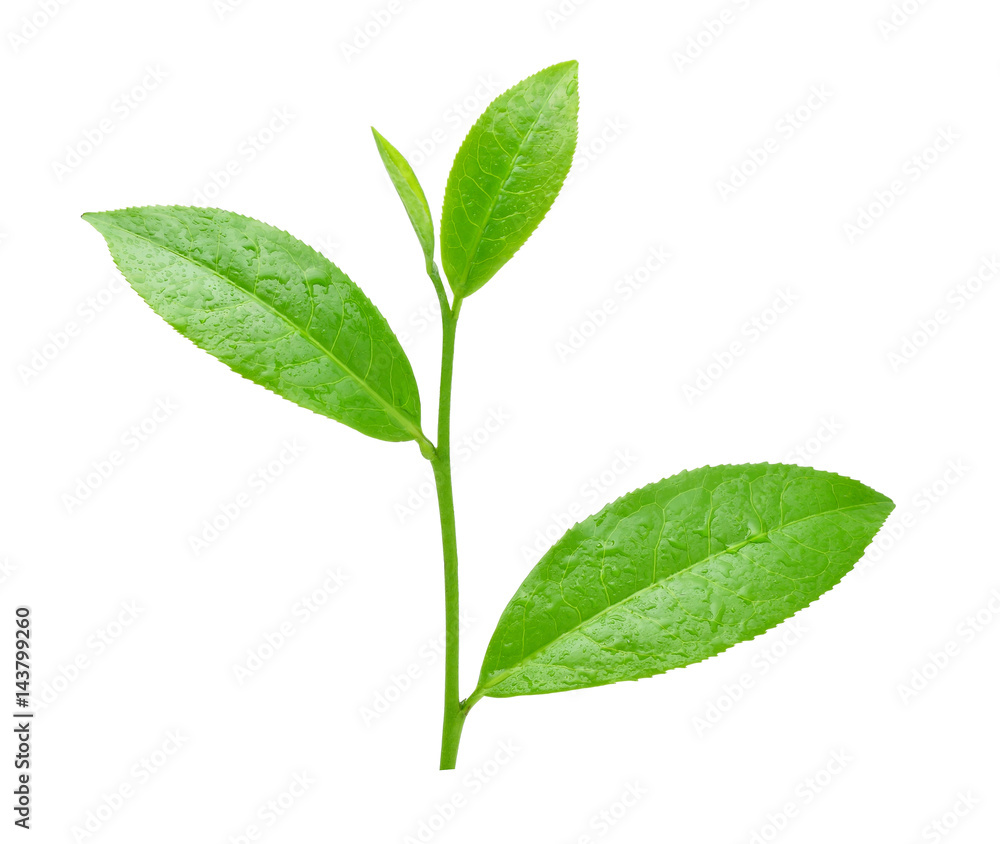 Green tea leaf with drops of water Green tea leaf with drops of water