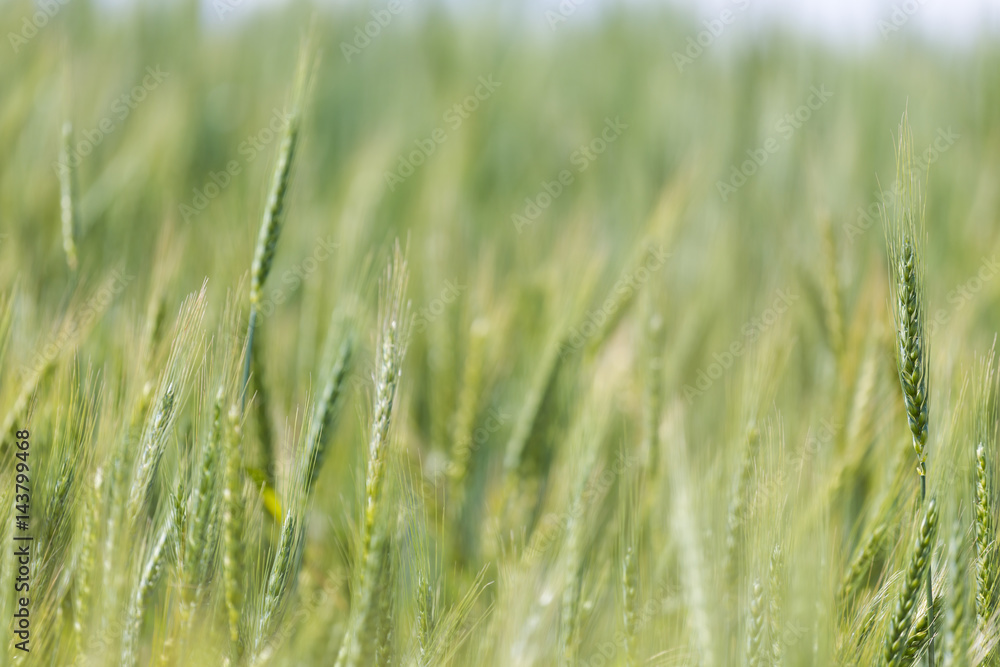 Fototapeta premium Close up view of Young green wheat growing on a farmland in the Swartland in the Western Cape of South Africa