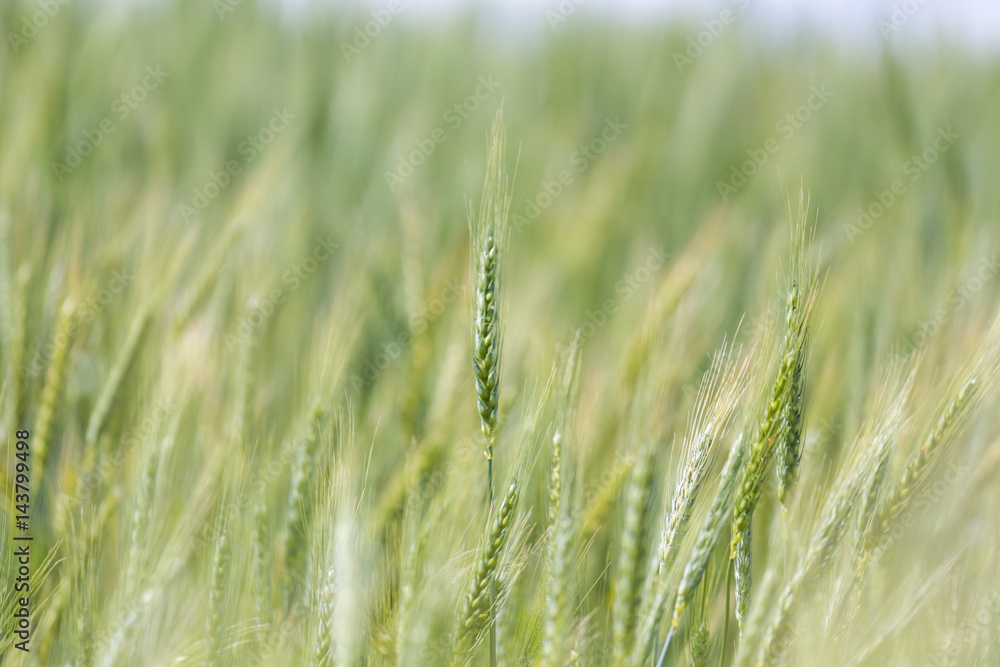 Fototapeta premium Close up view of Young green wheat growing on a farmland in the Swartland in the Western Cape of South Africa