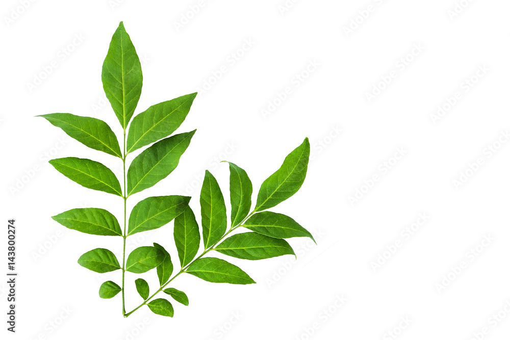 Fototapeta premium green leaves