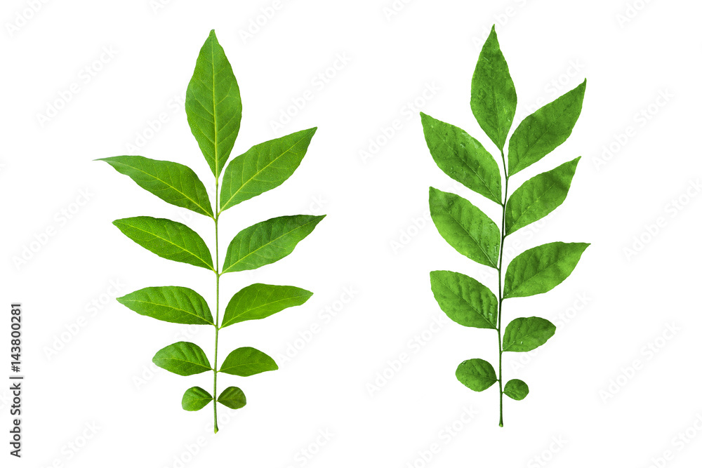 Fototapeta premium green leaves