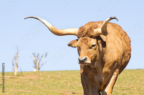ox , oxen, cattle farm in Spain photo