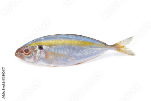 Fresh mackerel fish isolated on white background © akepong srichaichana