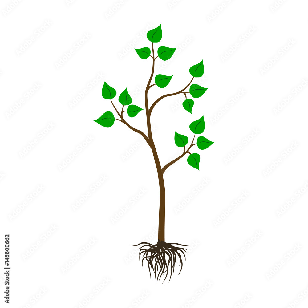 Fototapeta premium Seedling tree flat icon