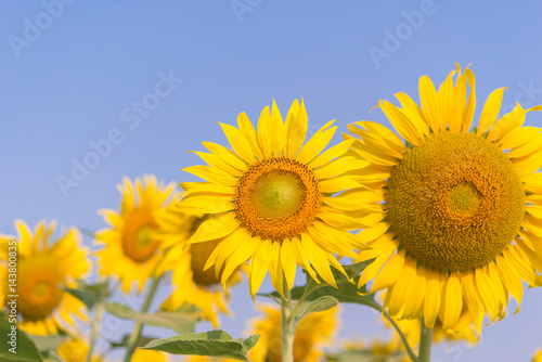 Sunflowers garden. Sunflowers have abundant health benefits. Sunflower oil improves skin health and promote cell regeneration.