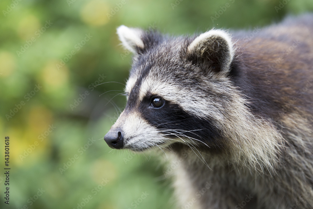 American raccoon portrait