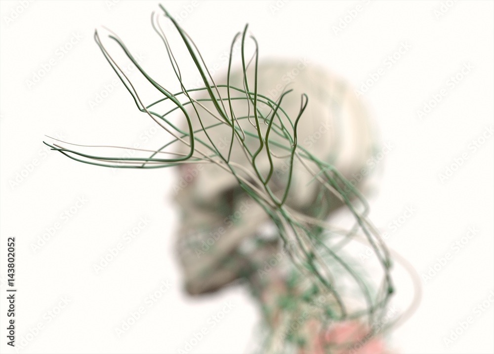 anatomy-illustration-showing-lymph-nodes-in-hands-and-arm-3d