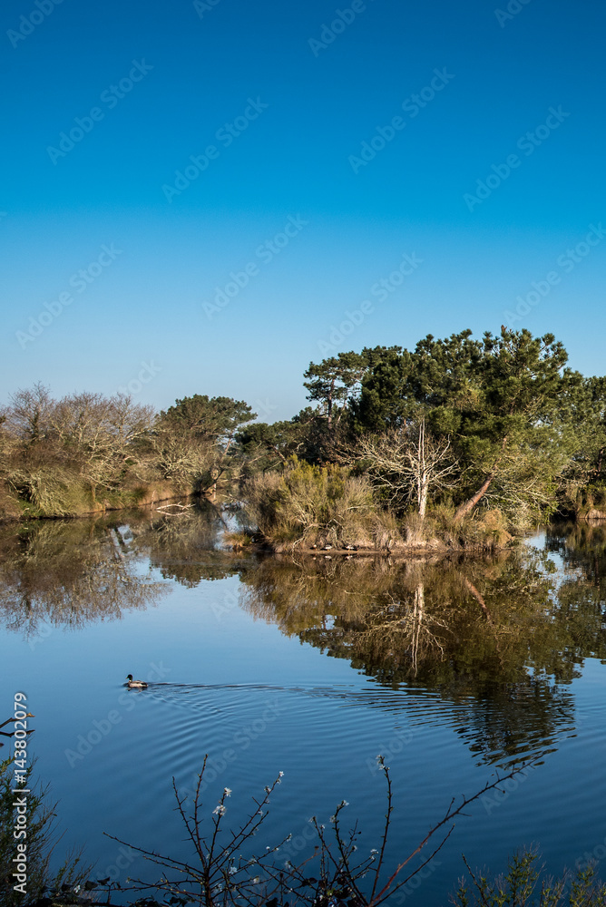 Bassin d'Arcachon, Nature sauvage, canard, Arès Bassin d'Arcachon, Nature sauvage, canard, Arès