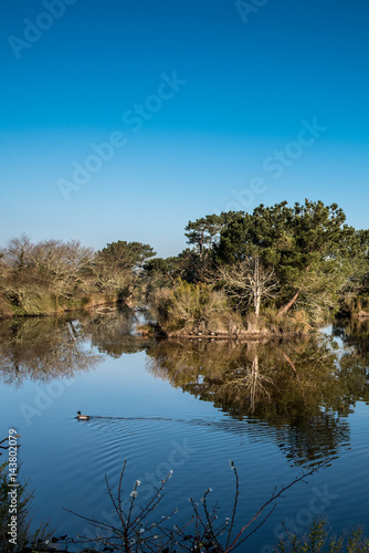 Bassin d'Arcachon, Nature sauvage, canard, Arès
