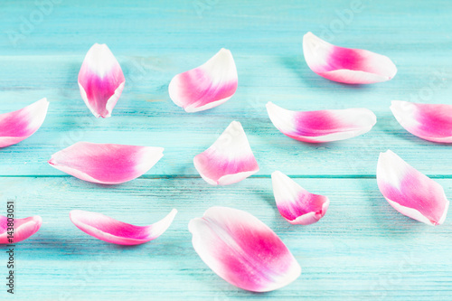 Pink tulip petals on a blue wooden background