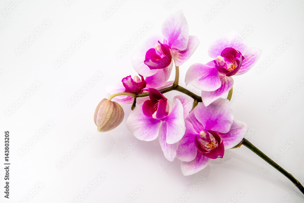 Violet orchid branch on a white background Violet orchid branch on a white background