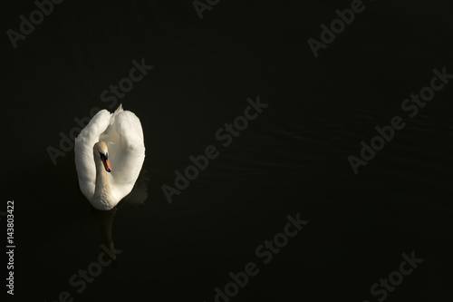 Single mute swan on river Great Ouse in Bedford, England