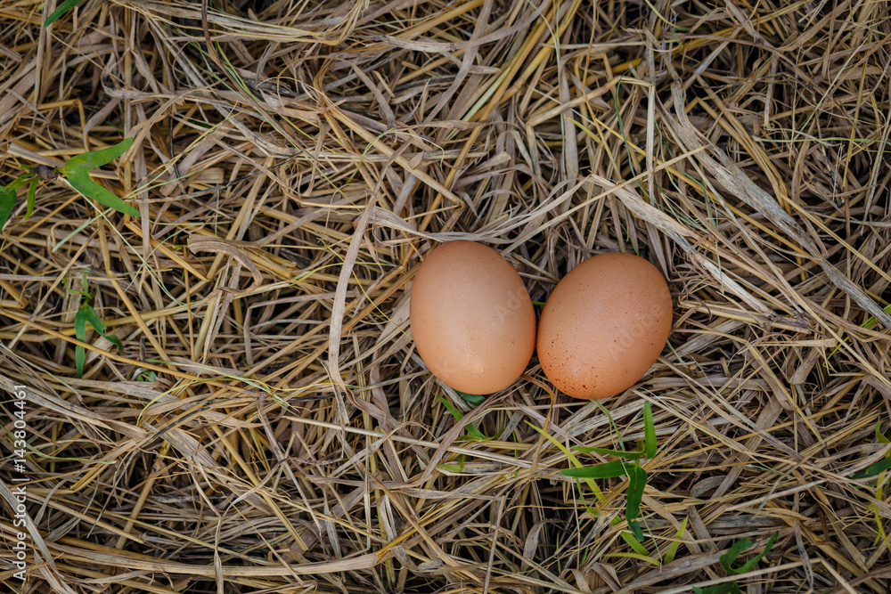 egg in nest egg in nest