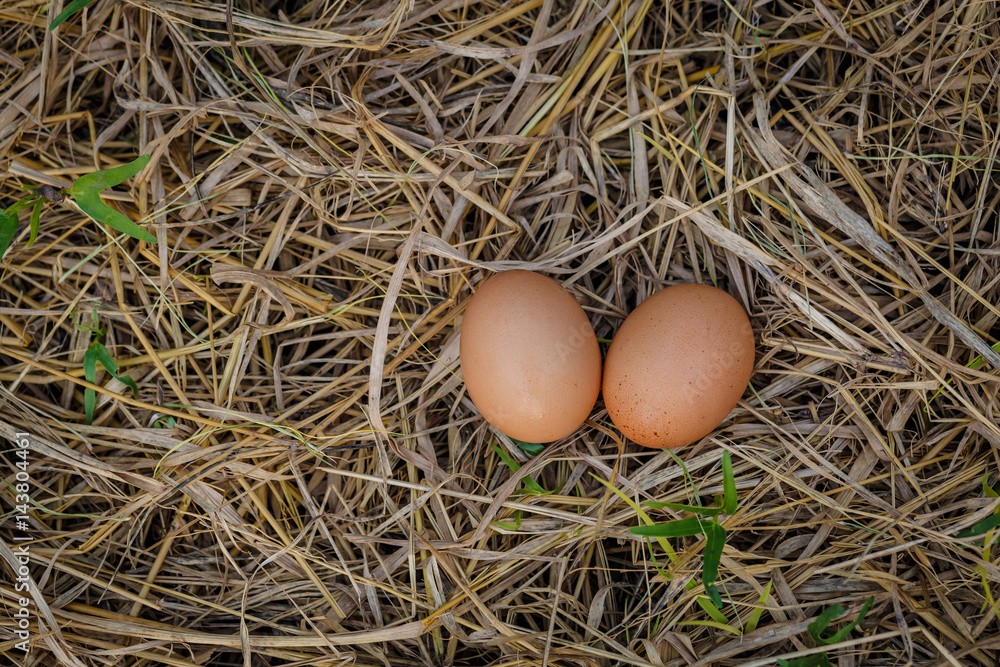 egg in nest