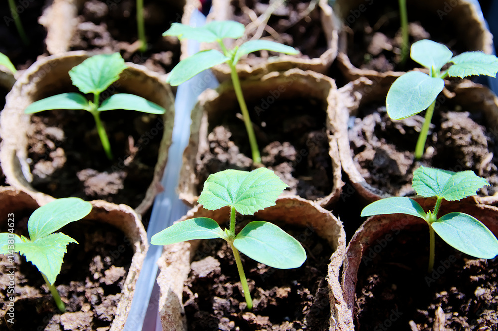 cucumber seedlings growing in boxes, spring farmer cares, many cucumber sprouts for business production and farm enterprise cucumber seedlings growing in boxes, spring farmer cares, many cucumber sprouts for business production and farm enterprise
