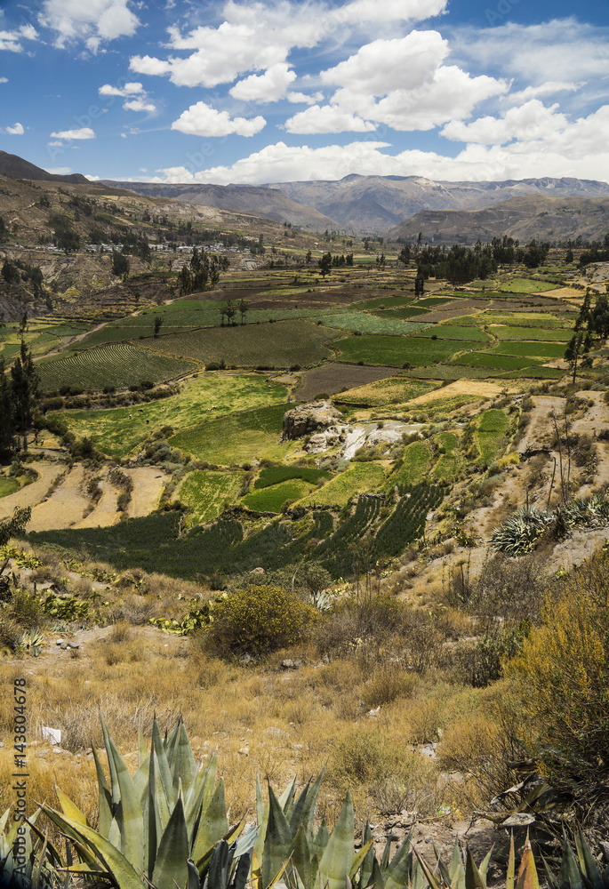 Fototapeta premium Agricultural terraces. Colca Valley, Arequipa, Peru
