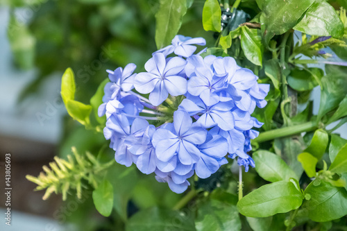 Obraz na plátně plumbago flower