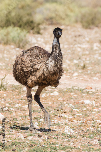Close up image of an Emu walking in nature