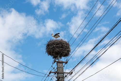 Stork in a nest against beautiful blue sky 