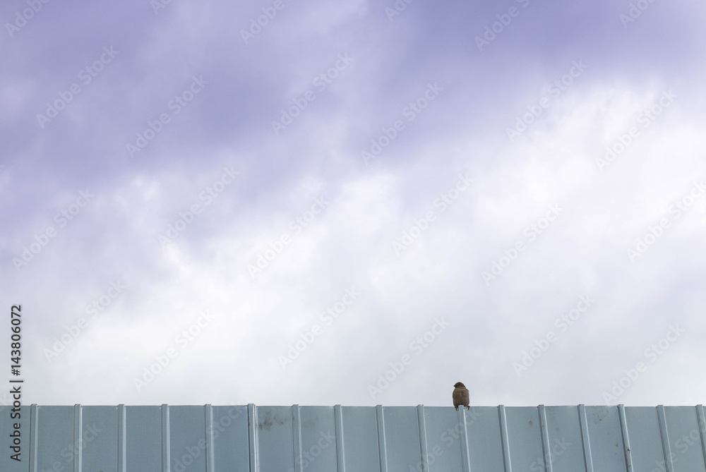 Lonely bird on aluminum fence against purple sky Lonely bird on aluminum fence against purple sky