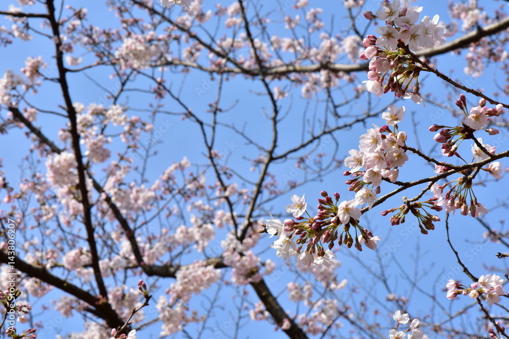 桜の木 桜の木