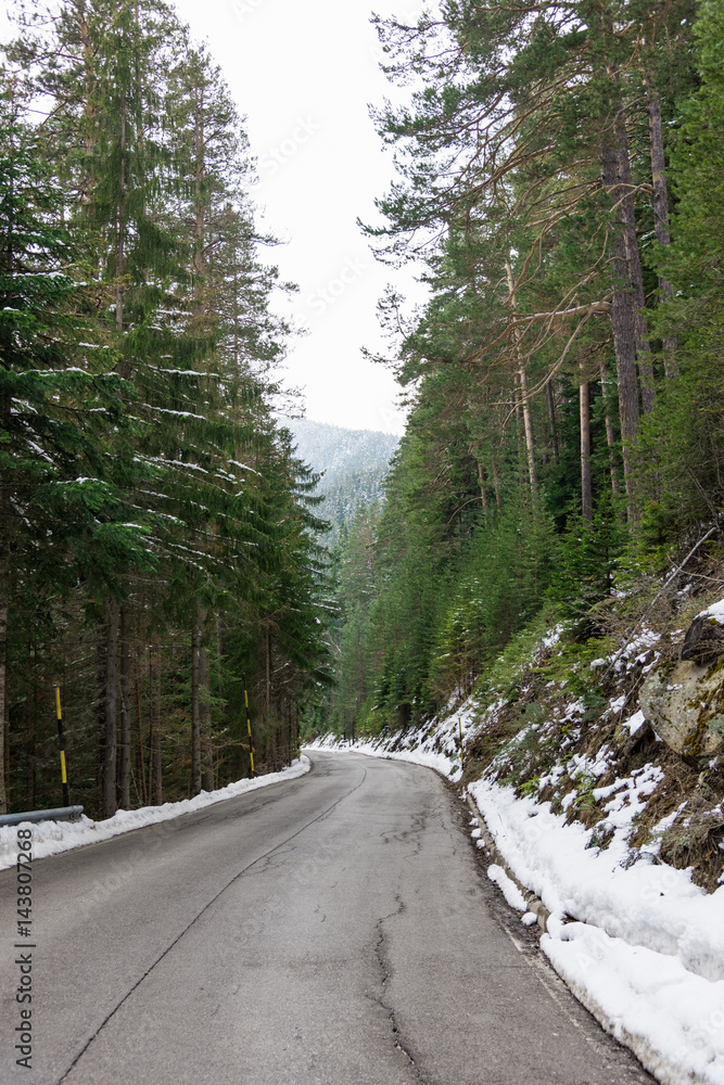 Road in the coniferous forest