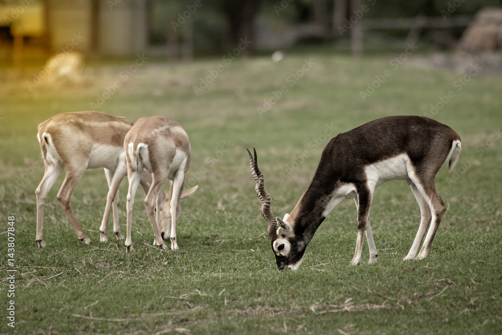 A male blackbuck with twisted horns standing and eating on green grass. A male blackbuck with twisted horns standing and eating on green grass.