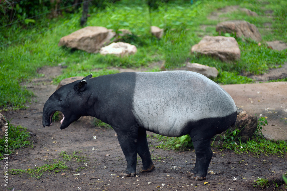 Fototapeta premium Malayan tapir (Tapirus indicus), also known as the Asian tapir. Wildlife animal.