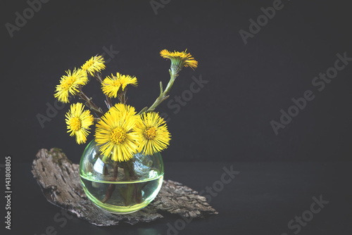 Huflattich (Tussilago farfara) photo