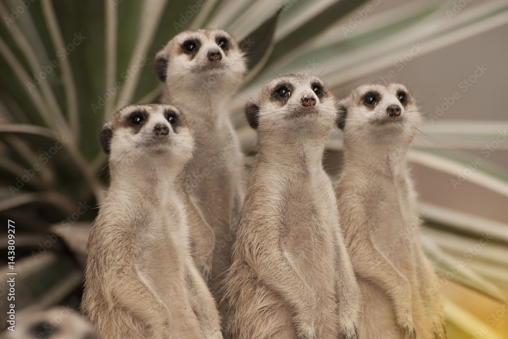 Suricate or meerkat (Suricata suricatta) standing on guard. Suricate or meerkat (Suricata suricatta) standing on guard.