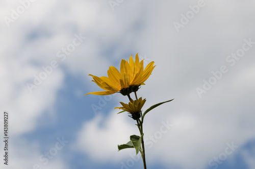 Słoneczny kwiat © Cezary