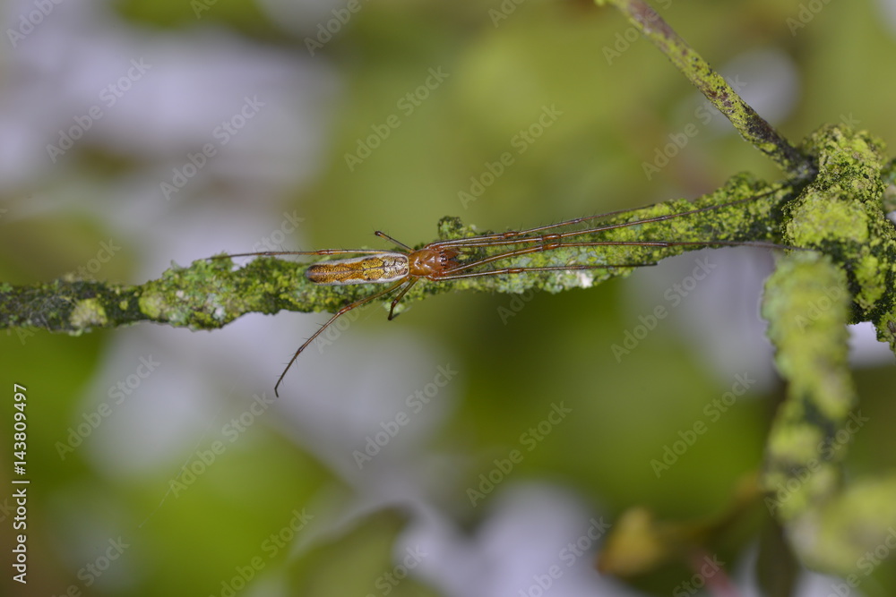 Insect on a Branch Insect on a Branch