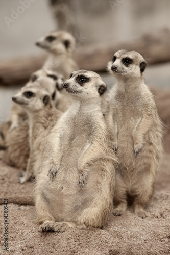 Suricate or meerkat (Suricata suricatta) standing on guard.