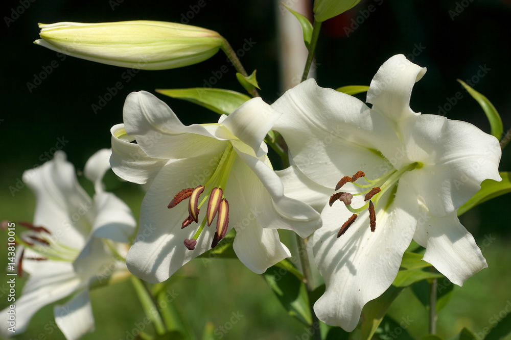 Obraz premium closeup Lily flowers in a garden