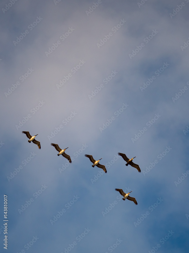 Pelicans Overhead