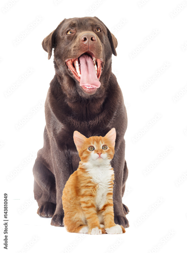 Fototapeta premium pies i kotek patrząc